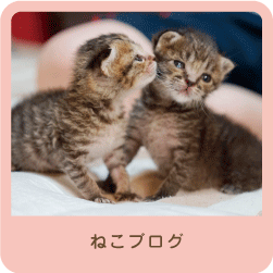 ねこブログ「こんな時にうまれたての猫を拾った」